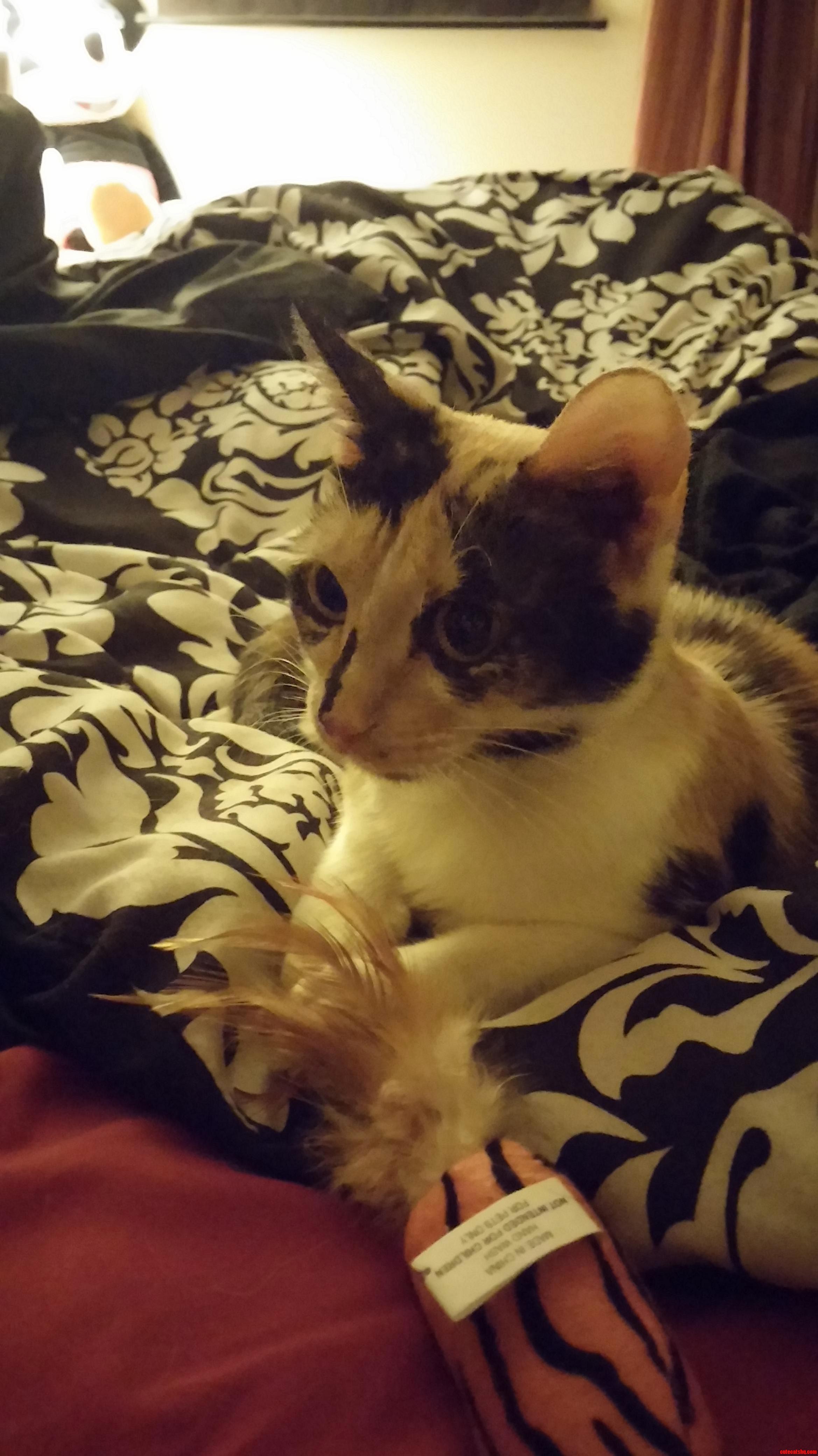 My Fiance Adopted This Beautiful Girl Yesterday. Meet Amy.