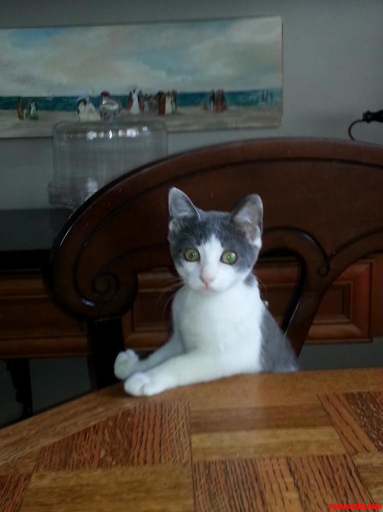 My Fiancees Kitten Dana