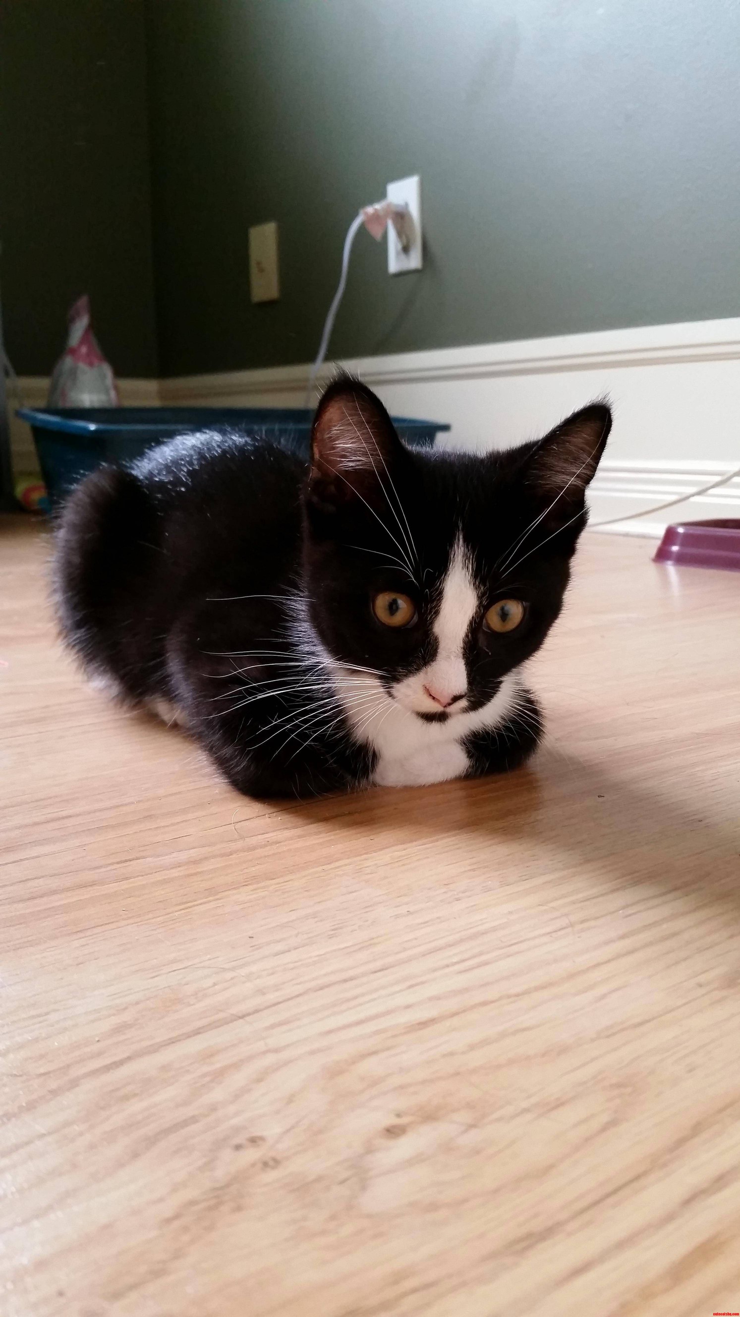 My First Foster Kitty. Help Me Think of Names He Is Such a Sweetheart.