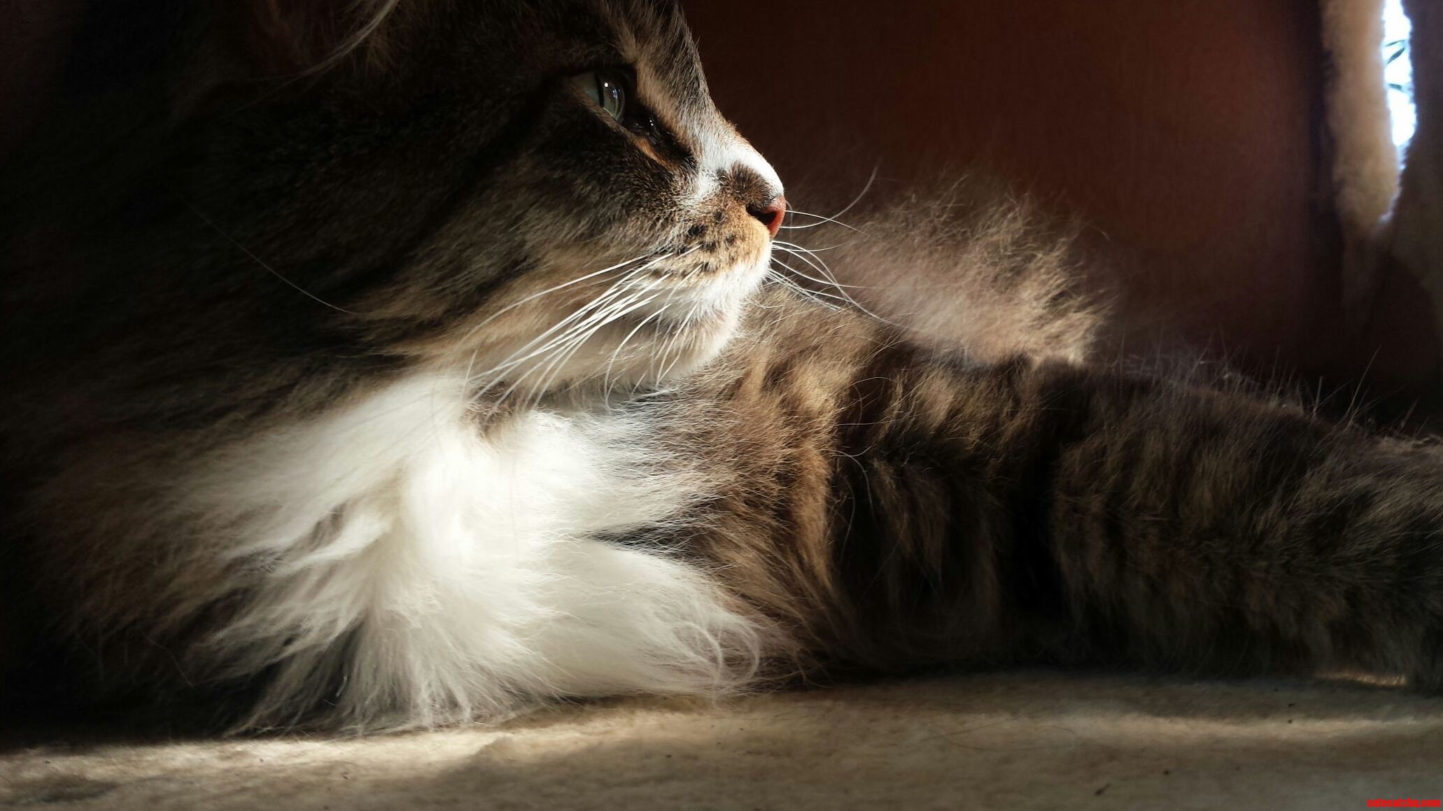 My Fluffy Cat