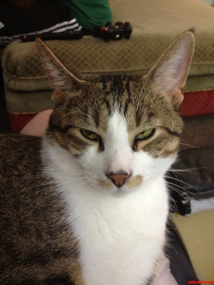 My Friend Mikes Cat Looks Like Someone Gave Him a Dirty Sanchez... Oh and Hes Awesome
