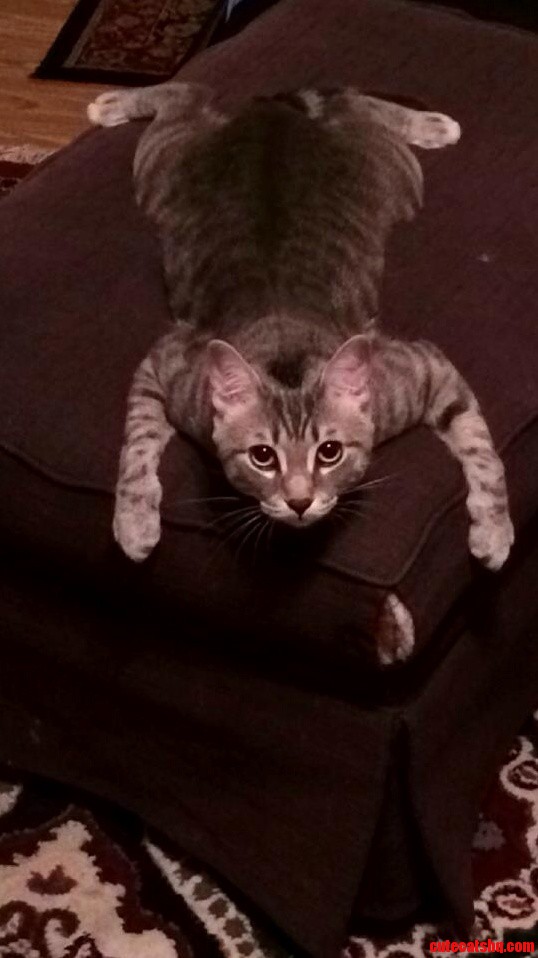My Friend Sent Me This Picture of Her Roommates Cat