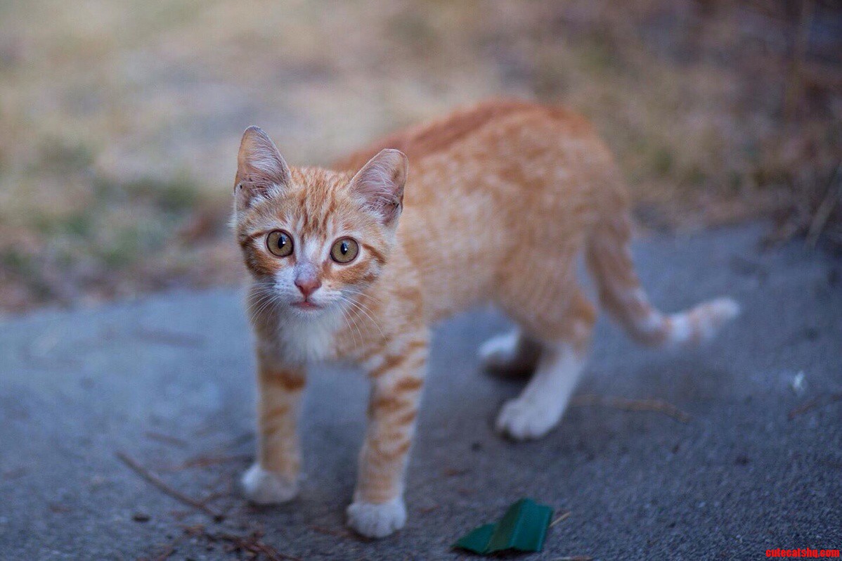 My Friend Was Adopted by This Adorable Stray. Meet Peaches.