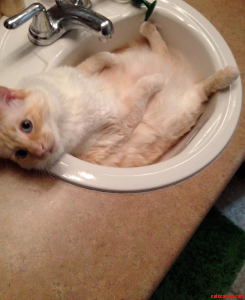 My Friends Cat Favorite Place to Chill