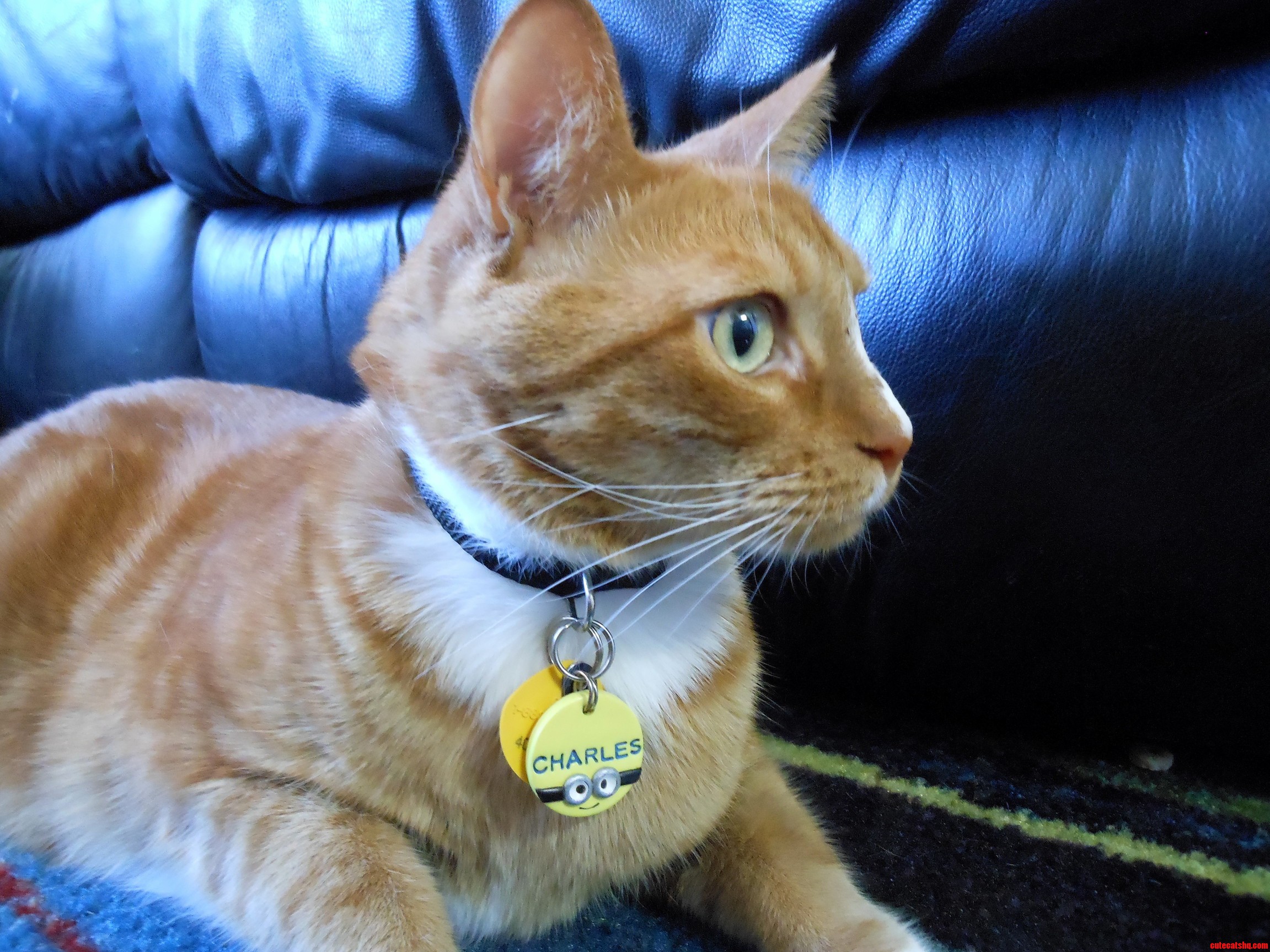 My Friends Cat Lookin Cute in the Minion Tag I Made Him.