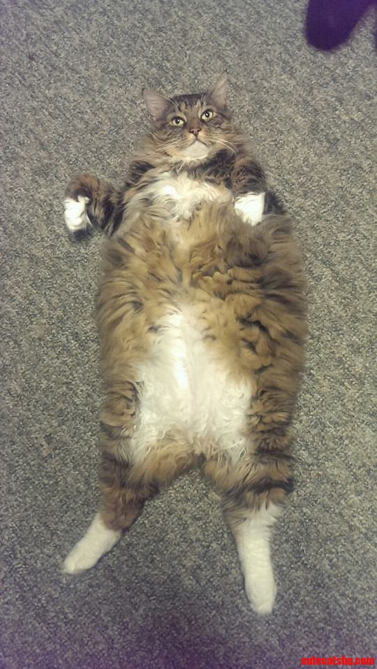 My Friends Cat Milton. He Rolls to Try and Escape.