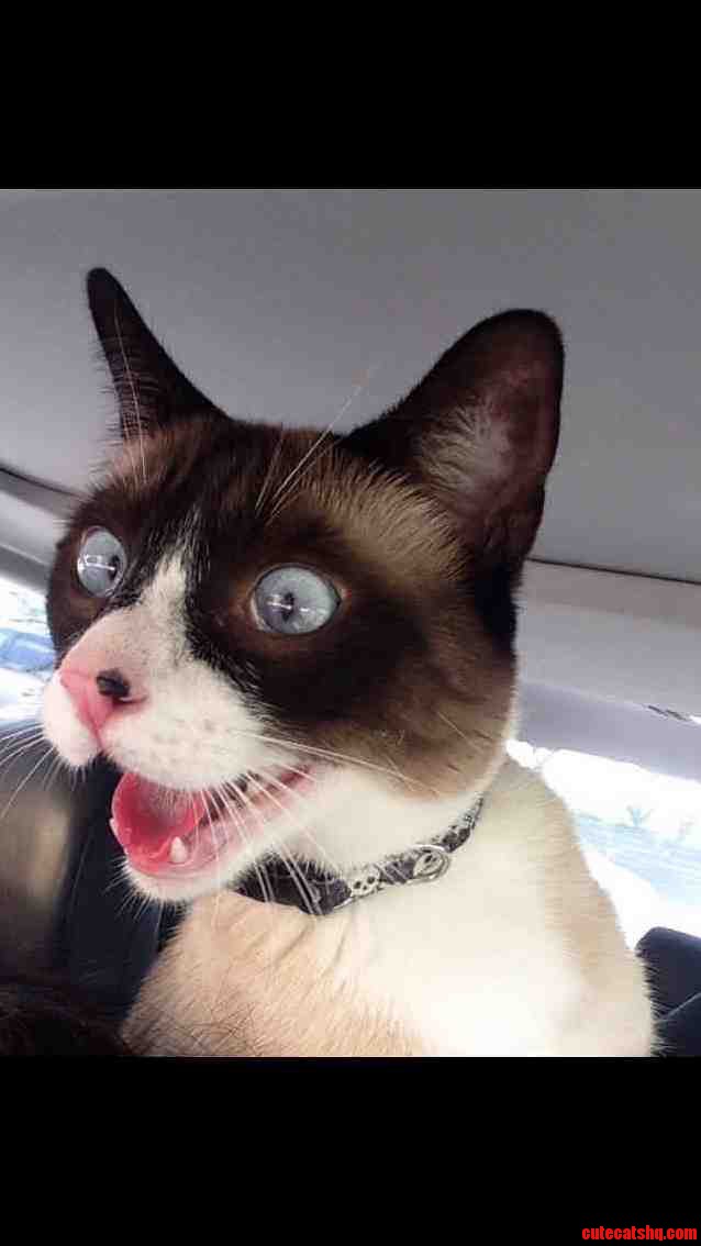 My Friends Cat on His Way to the Vet.
