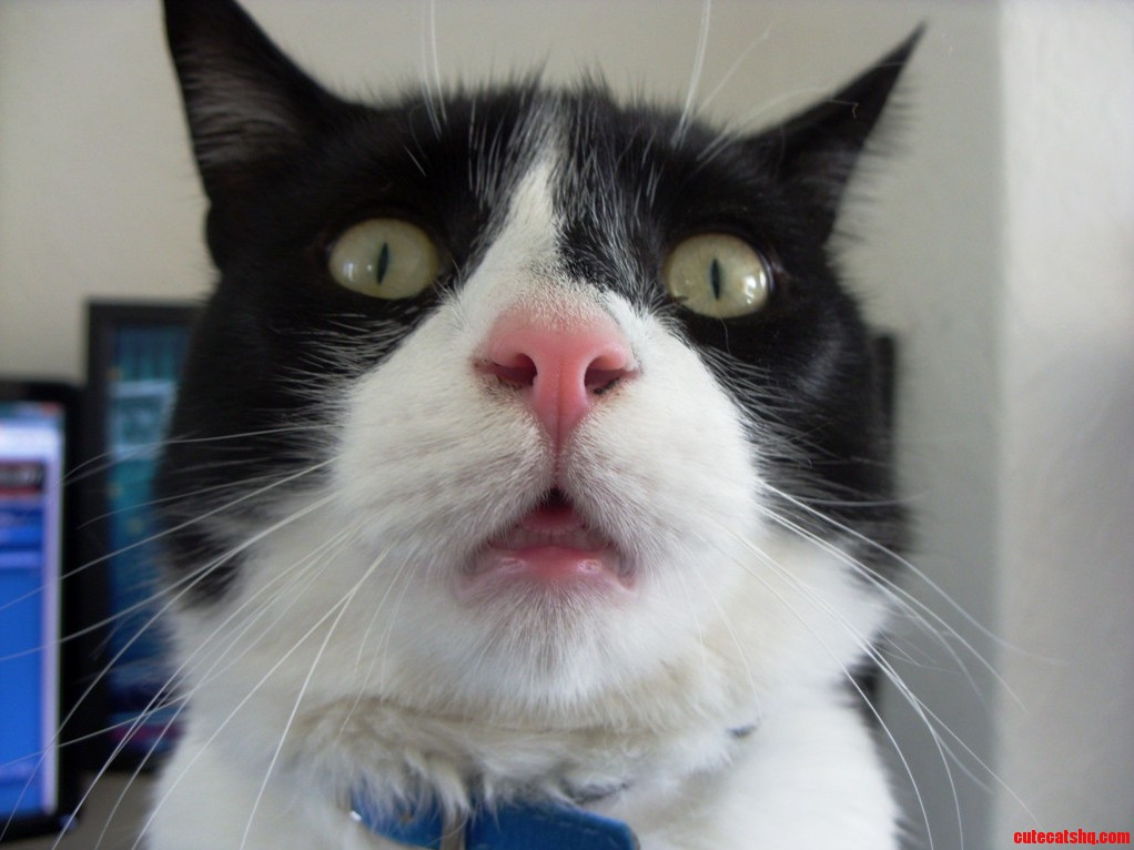 My Friends Cat Seemed Pretty Shocked Earlier When I Pulled Out My Camera...