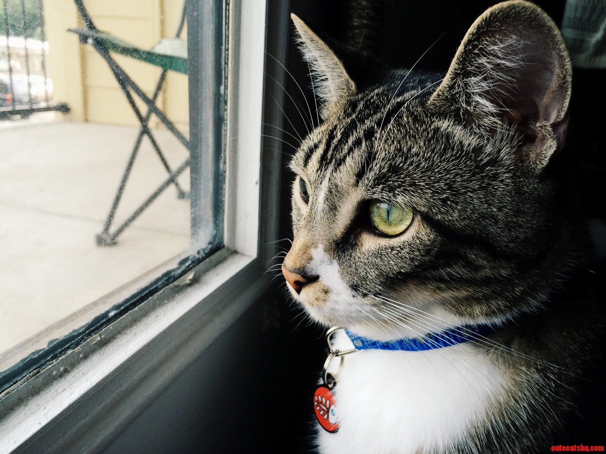 My Friends Cat Staring Into a World Unknown to Him. He Has Gorgeous Eyes.