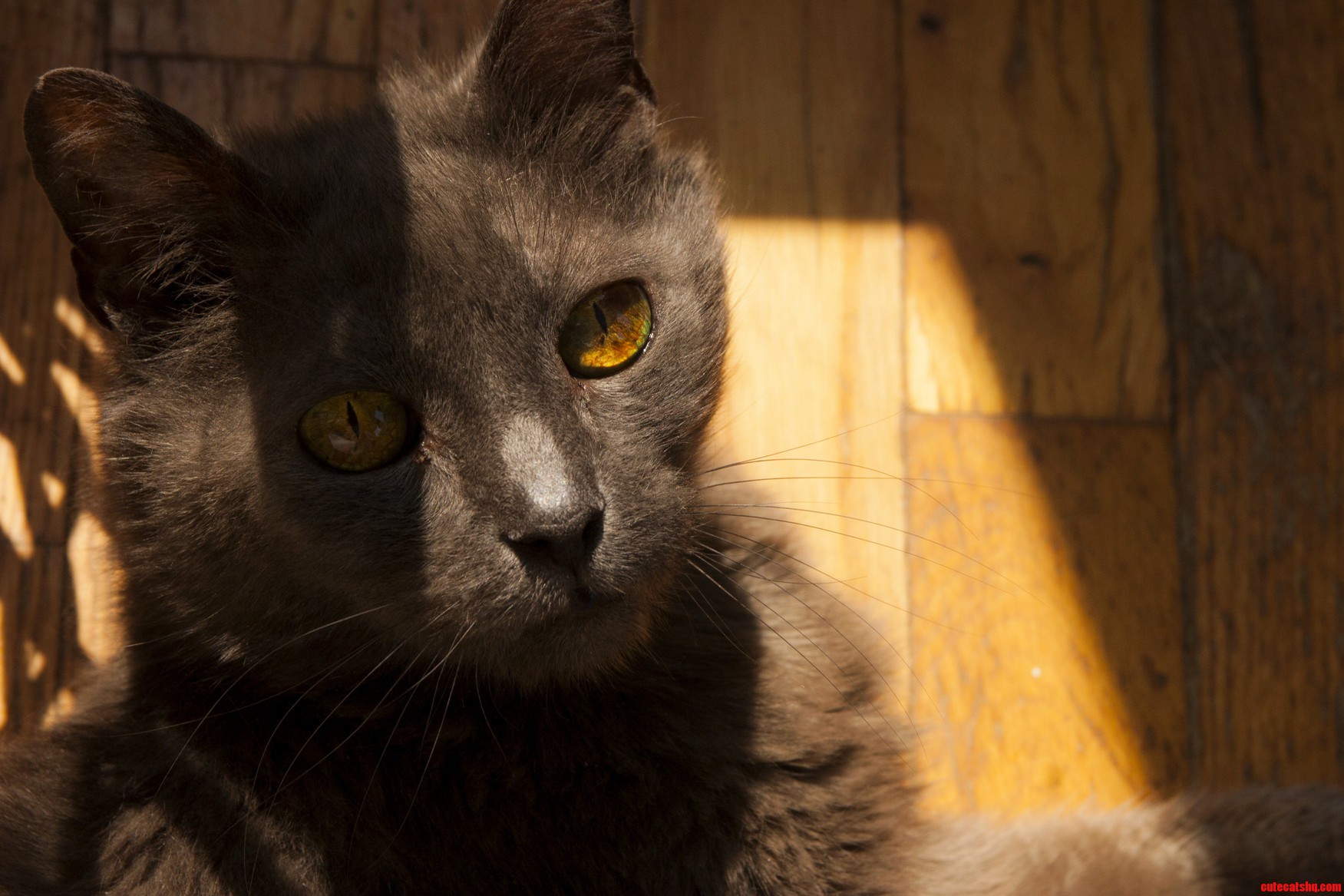 My Friends Grey Cat Is Named Brown Cat He Is 20 Years Young.