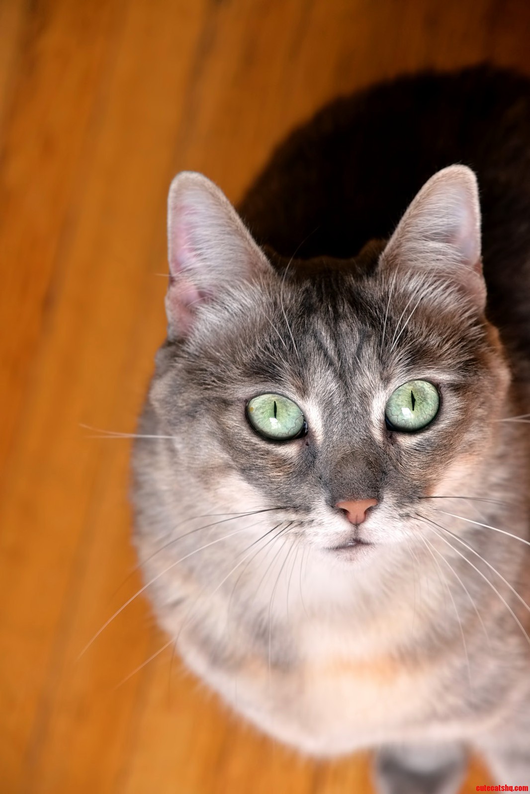 My Friends Inquisitive Green-eyed Cutie