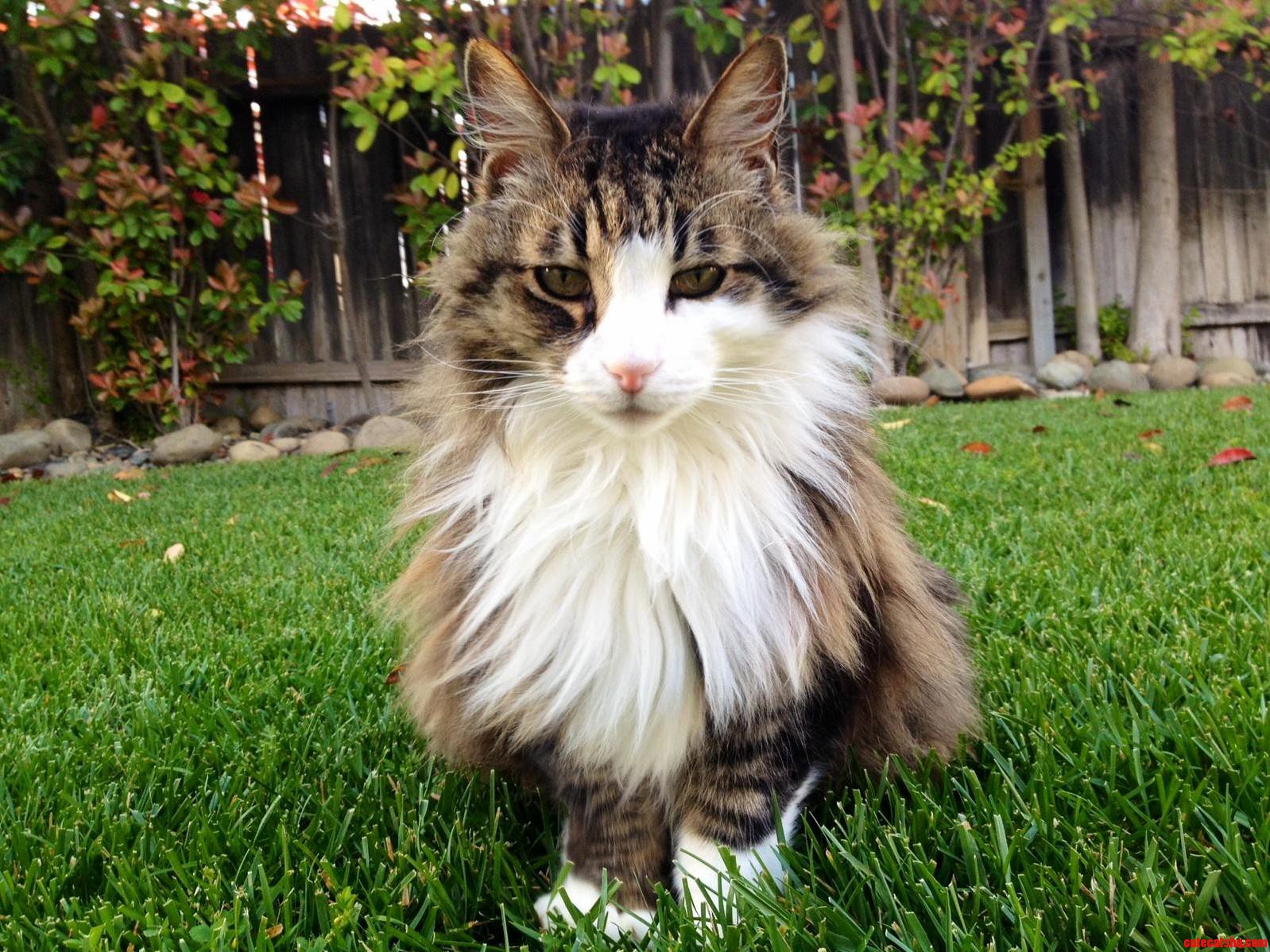 My Friends Majestic Cat