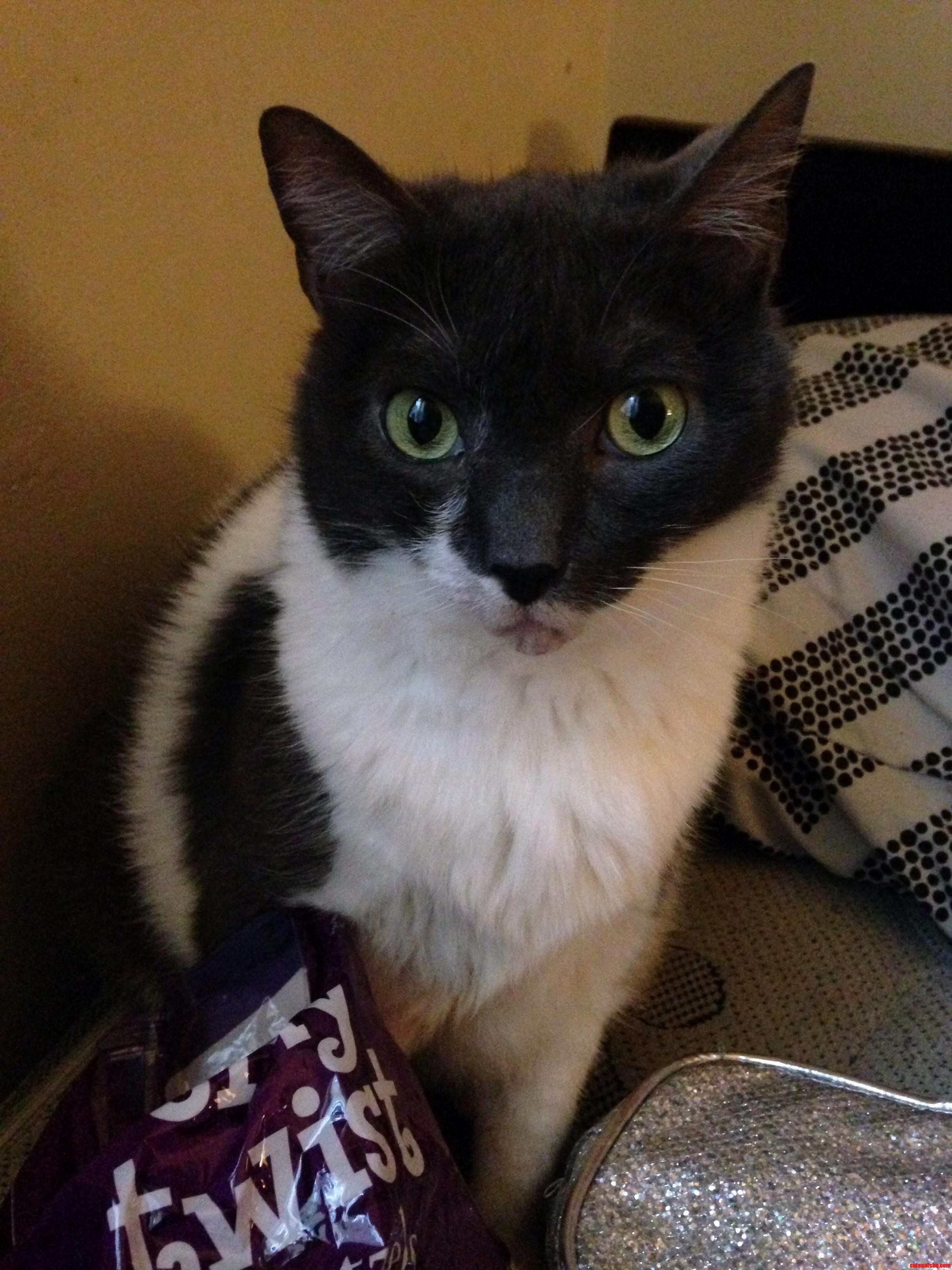 My Fur Child Winnie