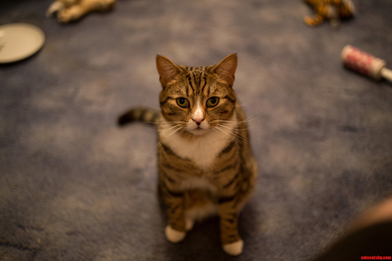 My Gent Theo Is a Friendly Playful Thing.