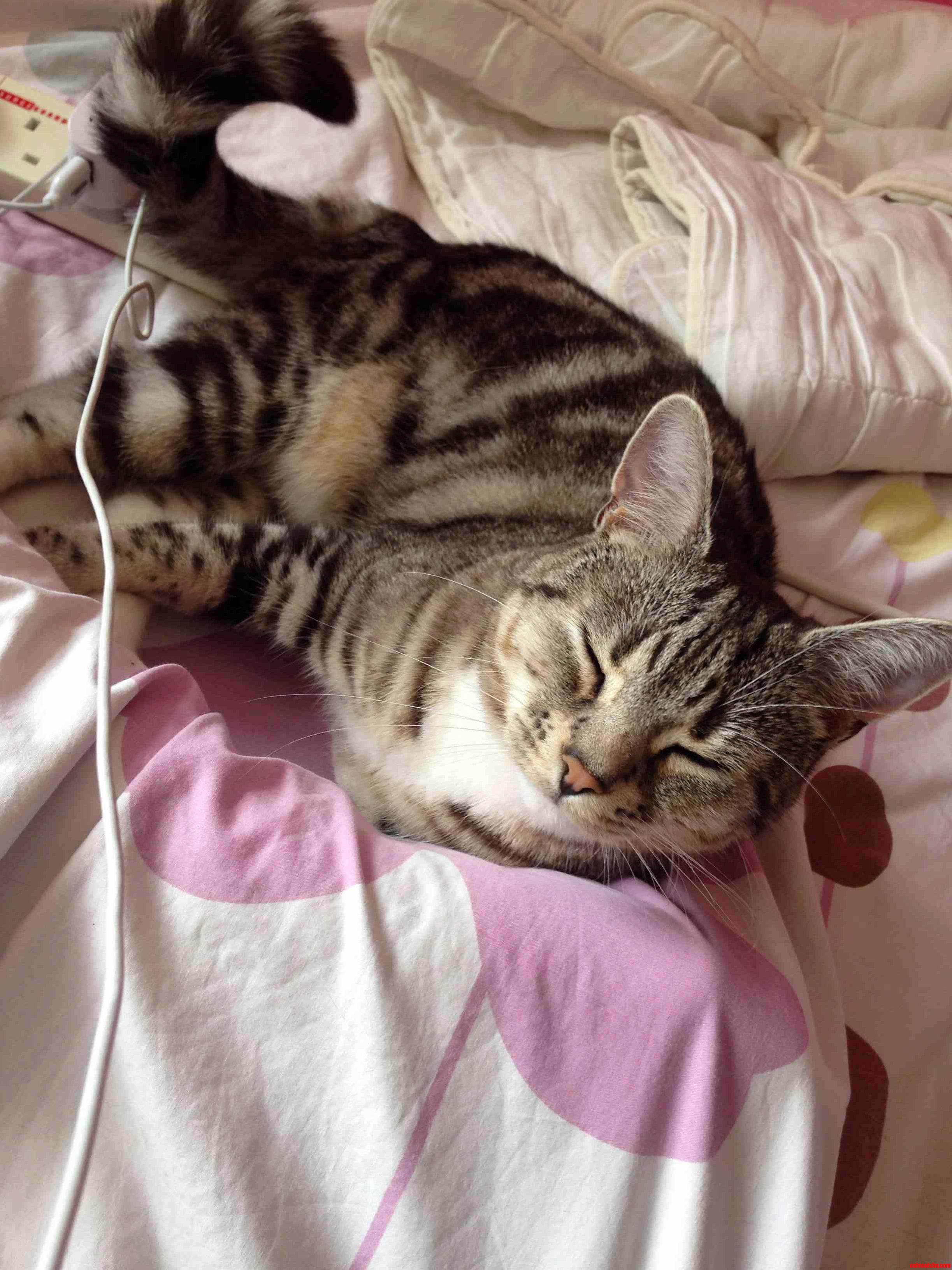 My Girlfriends Cat Belle Being Crazily Cute.