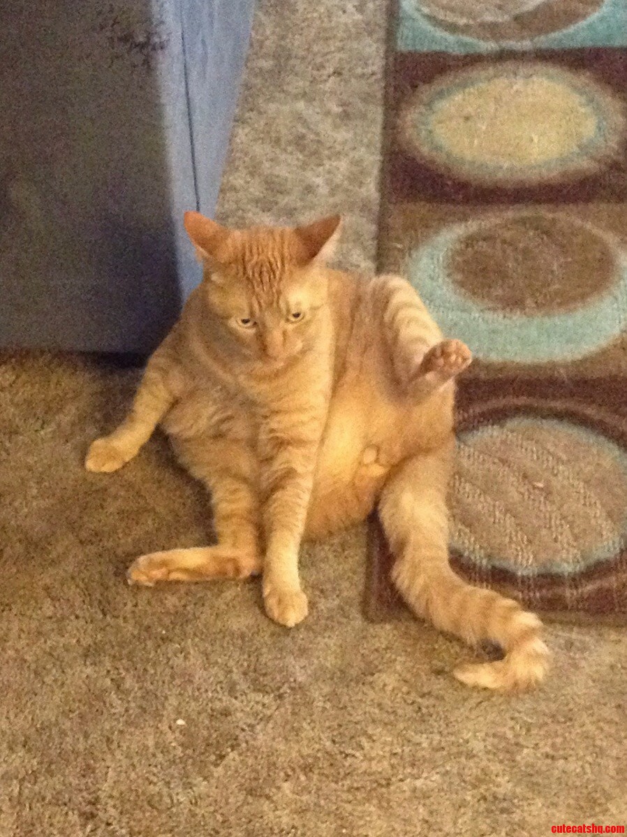 My Girlfriends Cat Chilling This Morning. Nbd