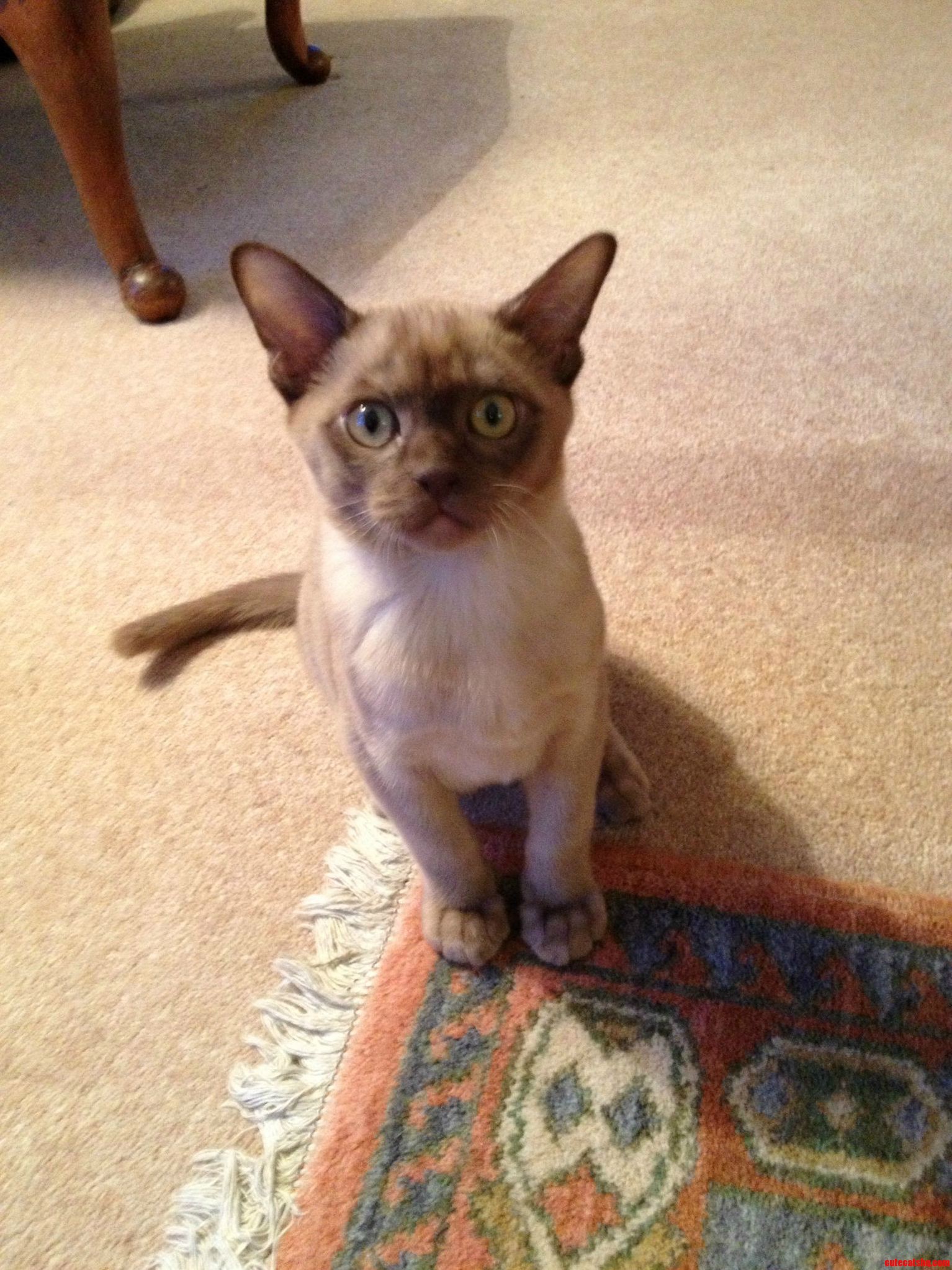 My Grandads Cat Henry.