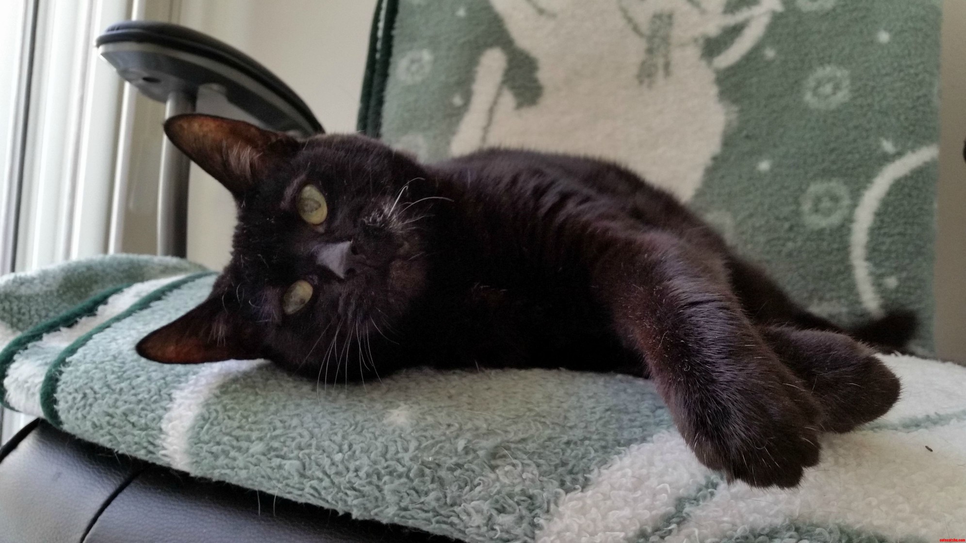 My Grandmas 16 Year Old Cat.