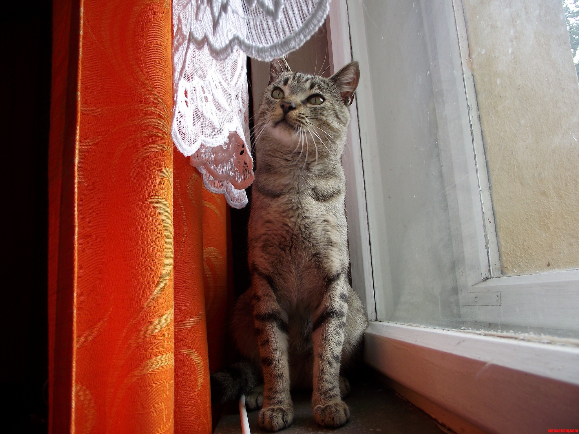 My Grandmothers Cat Being Majestic.
