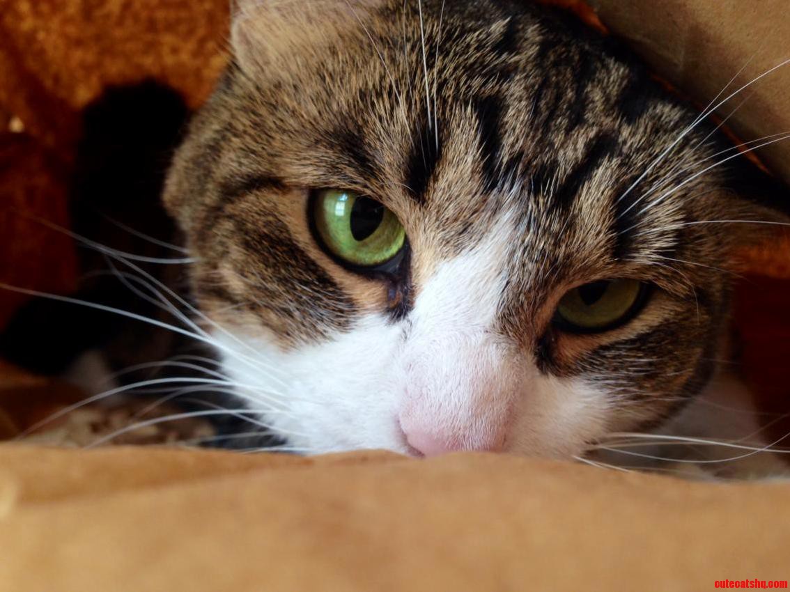 My Grandmothers Cat Rochelle Has Dragon Eyes