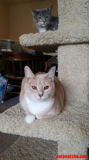 My Gray Cat Is Pissed That She Has to Share Her Tower.