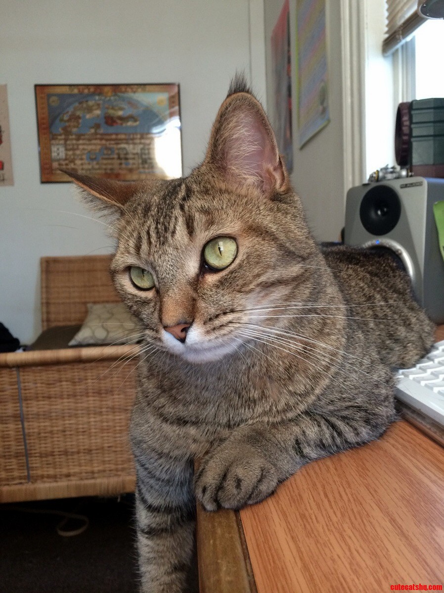 My Handsome Tabby Thinks Hes a Model.