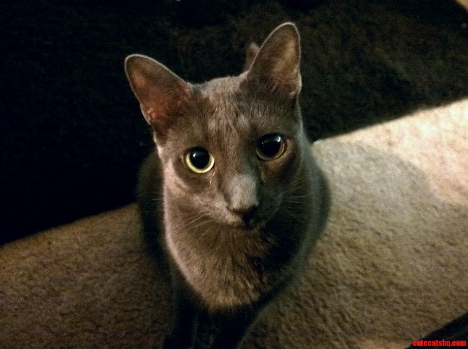 My Kitteh Esau