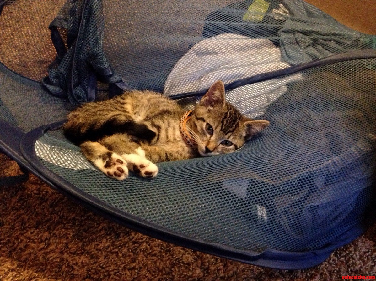 My Kitten Has Been on Quarantine All Weekend Because of Ringworm and Her Little Cries When I Leave the Room Breaks My Heart