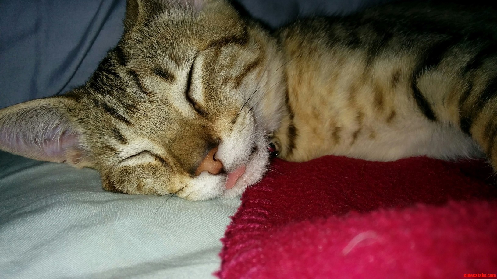 My Kitten Lopez Was Pretty Tired After a Long Day of Playing.