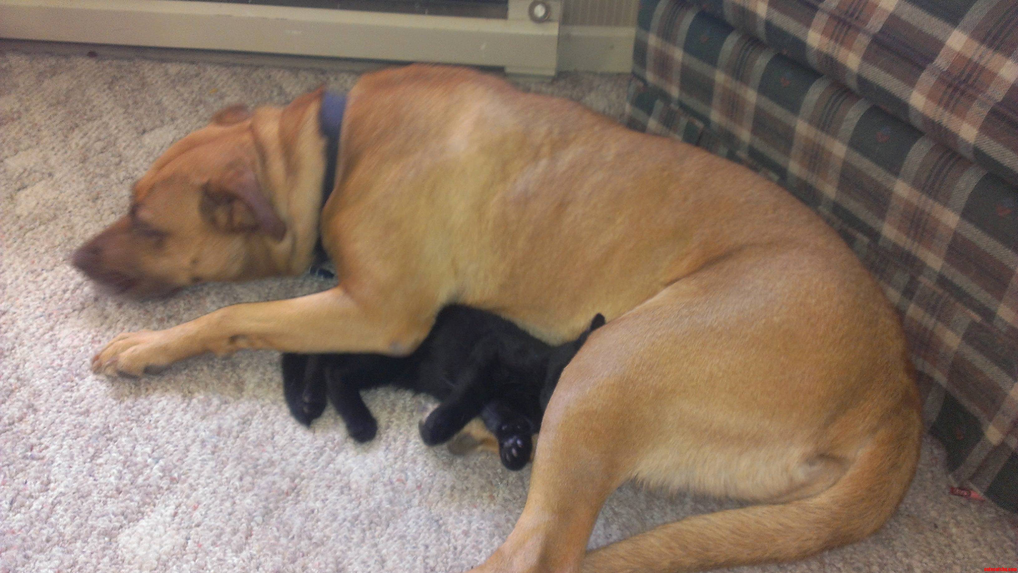 My Kitten Loves Her K9 Mother