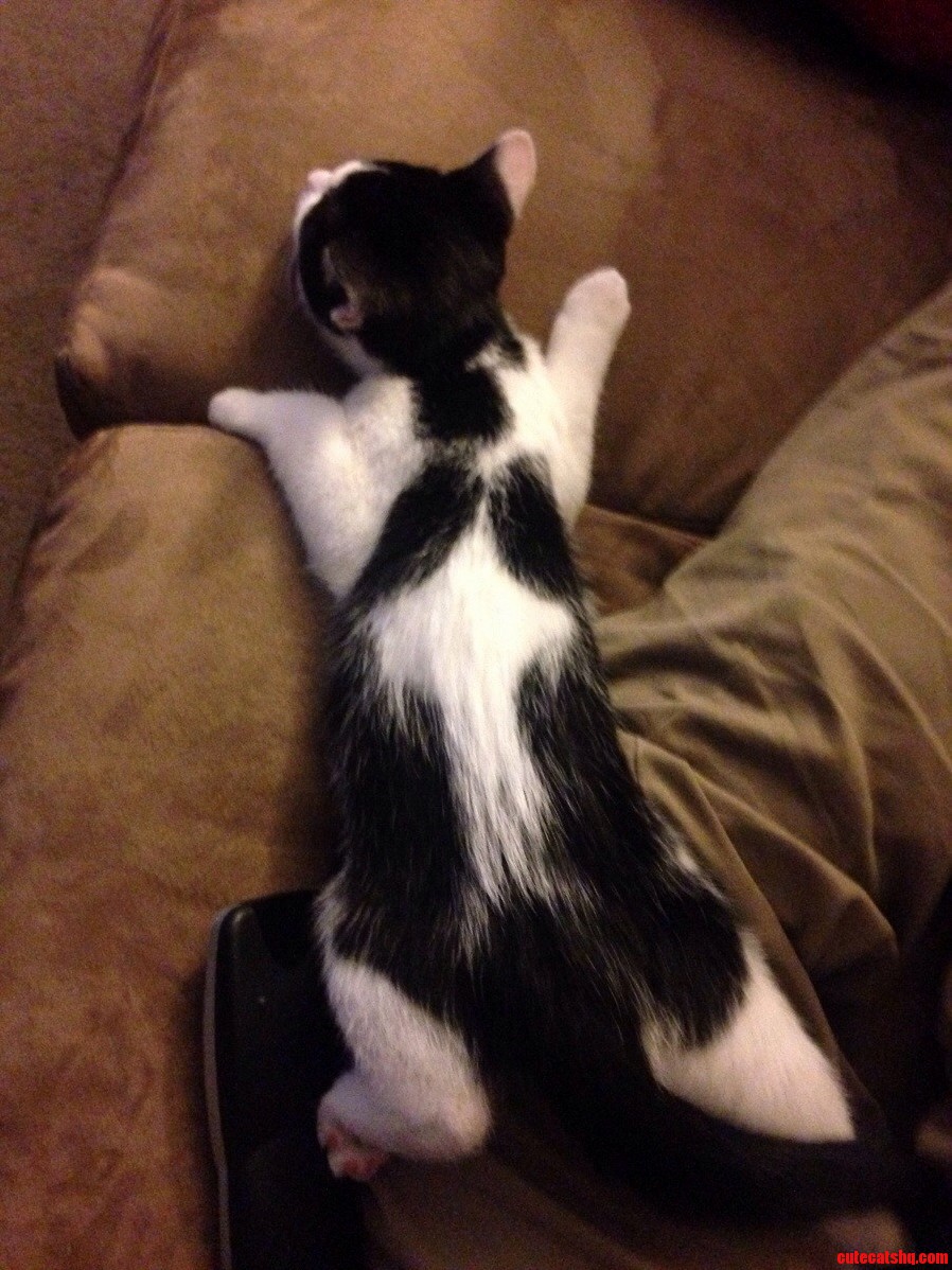 My Kitten Passed Out Like This