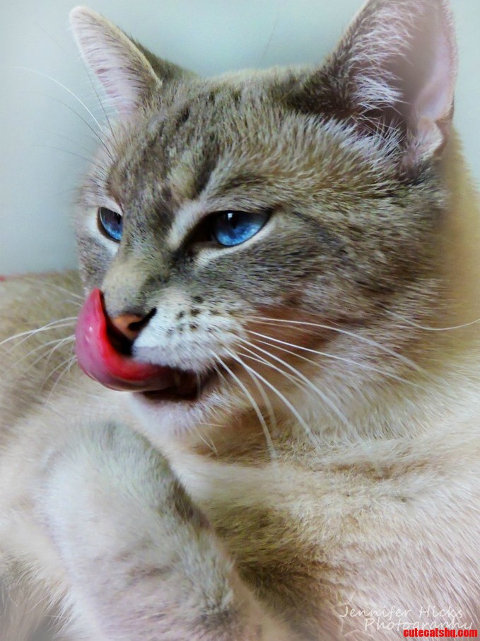 My Kitty Has Such a Long Tongue.
