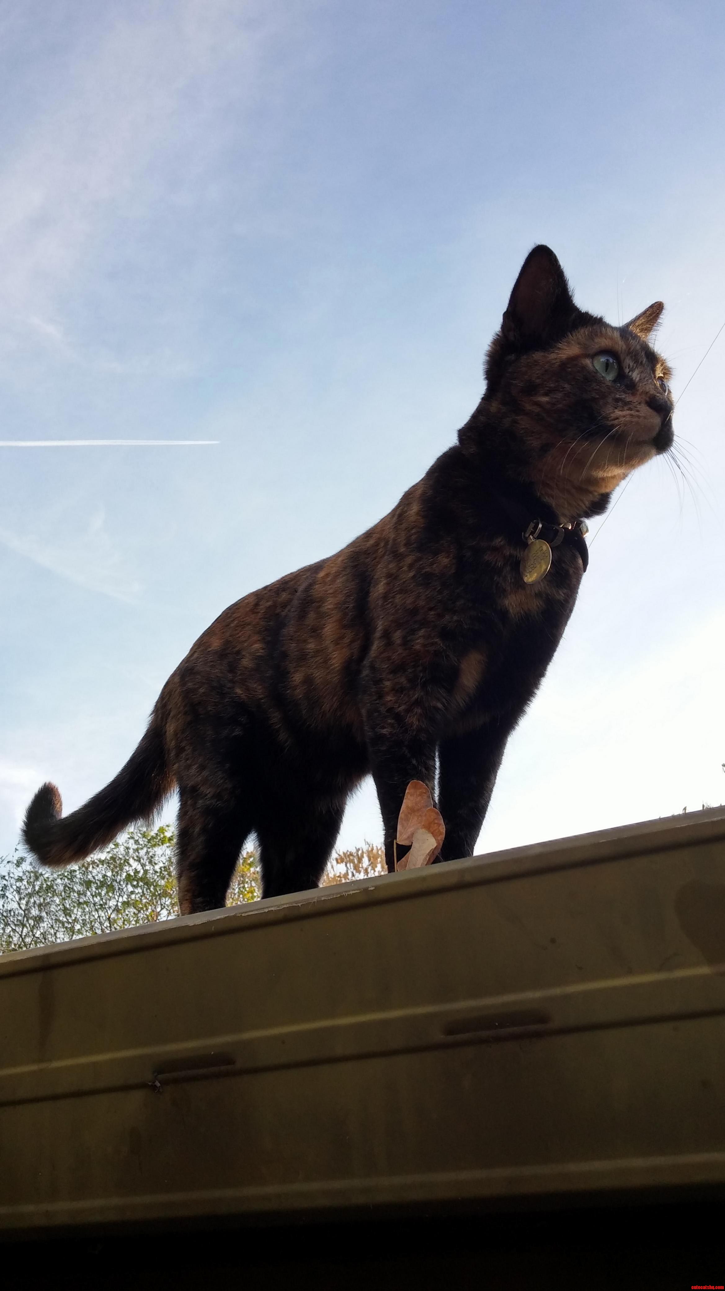 My Kitty Is a Majestic Giant