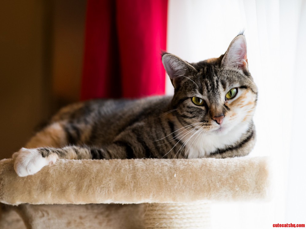 My Kitty Looking Regal.