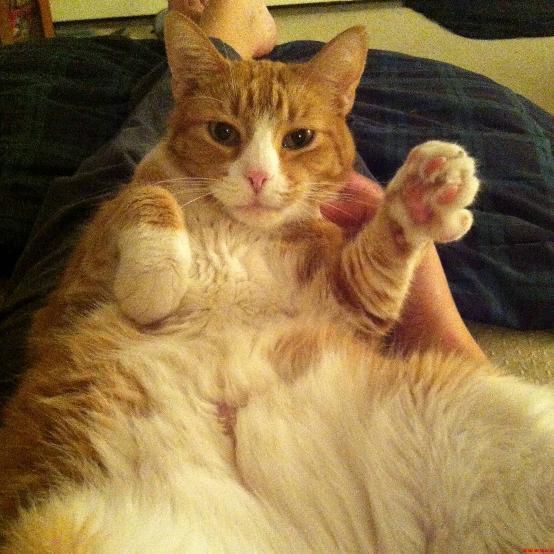 My Kitty Pumpkin.
