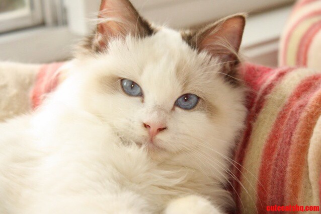 My Kitty Rascal Loves Attention and Fuss