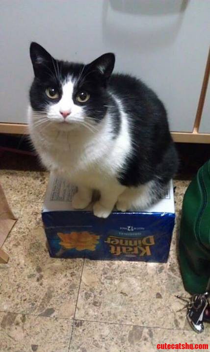 My Kraft Dinner Now Belongs to My Cat