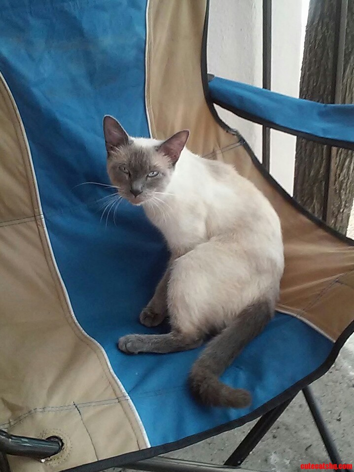 My Lilac Pt Siamese