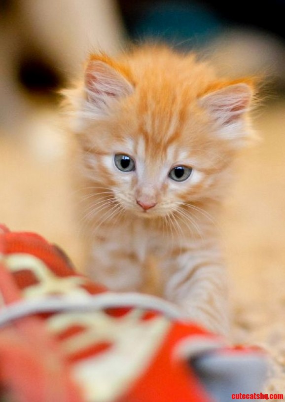 My Little Kitten .. She Got Lovely Eyes