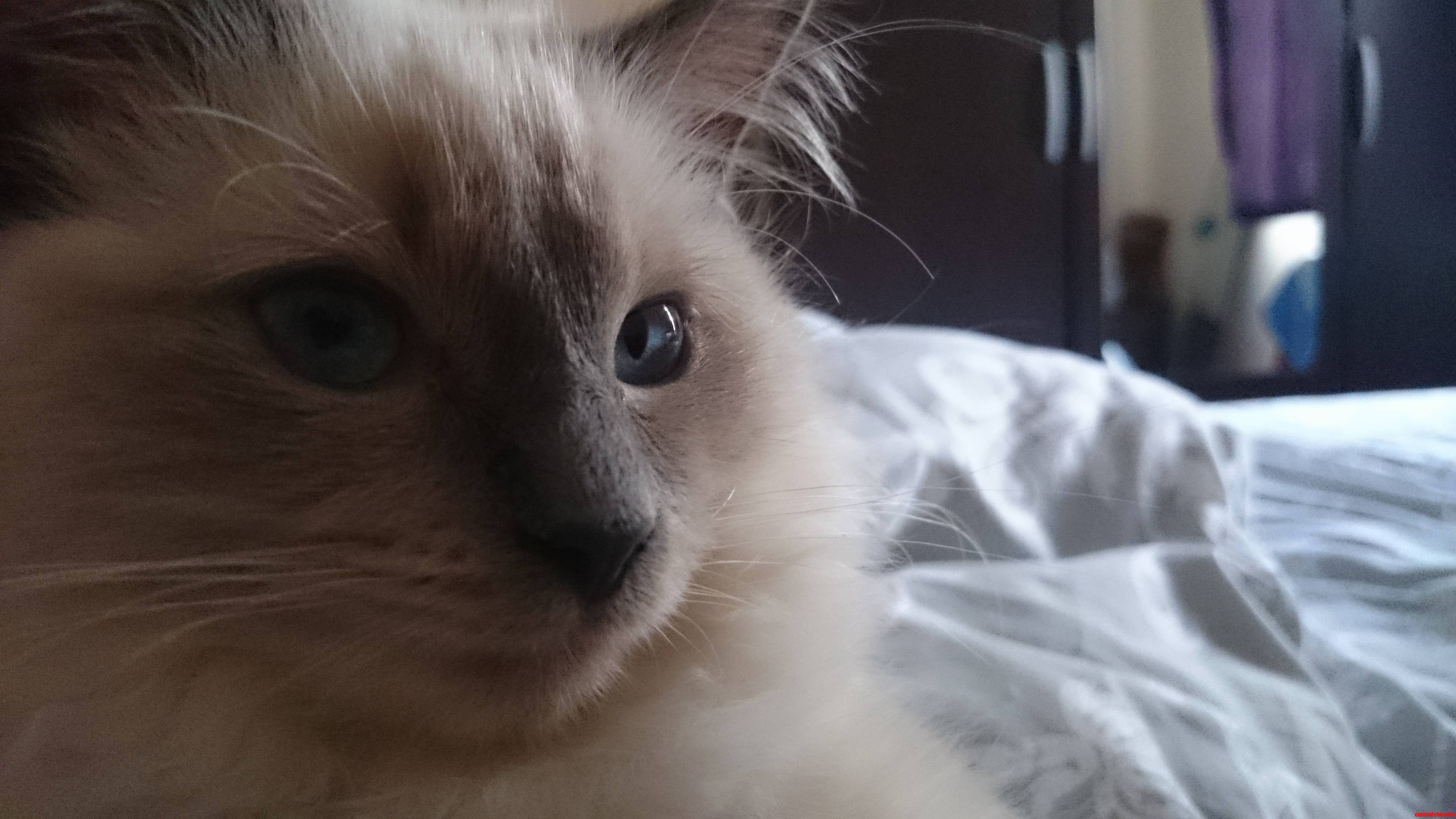 My Little Kitten Is Starting to Look All Grown Up.