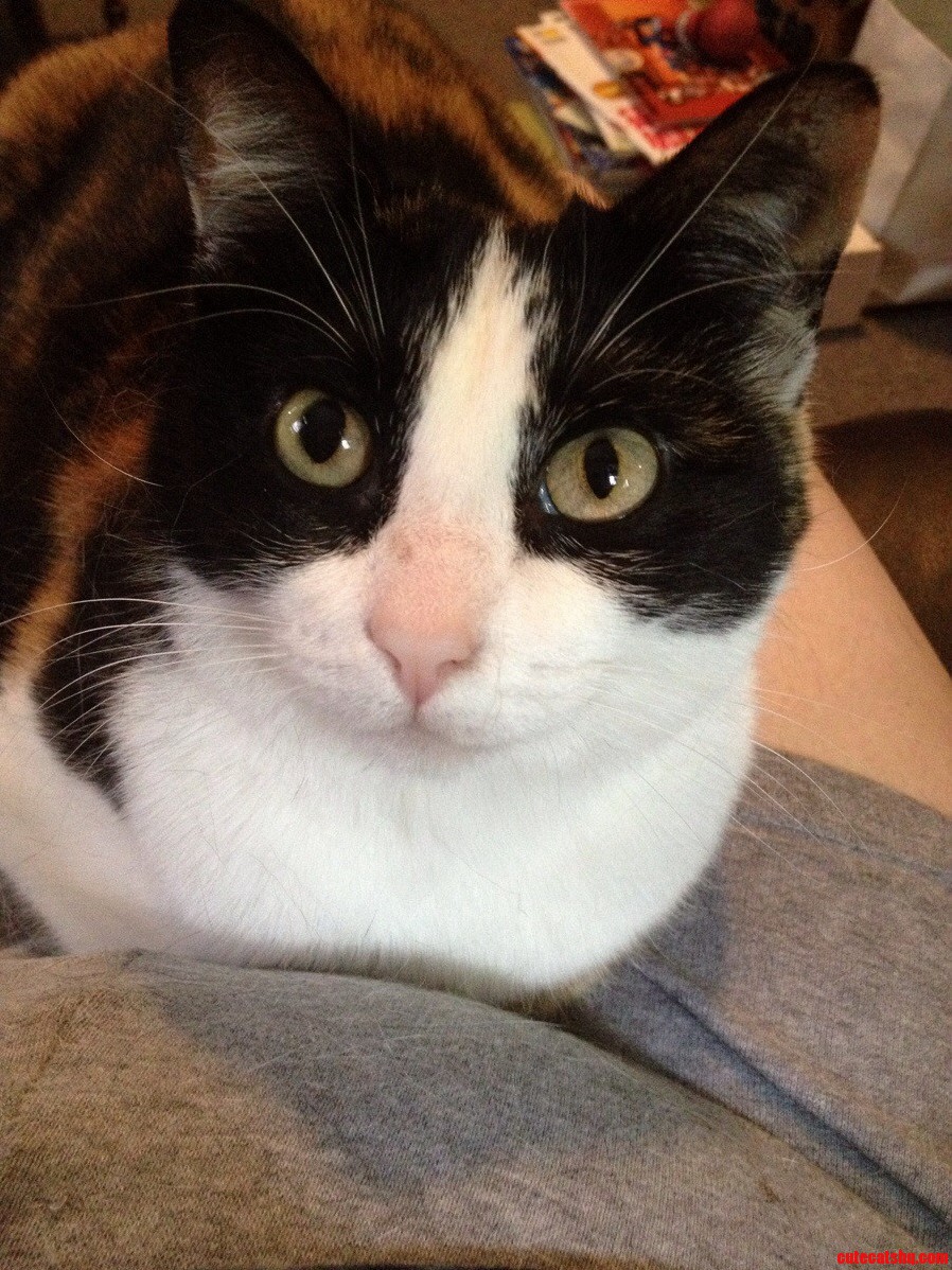 My Little Miss. Felv and Has One Pupil Always Wider.