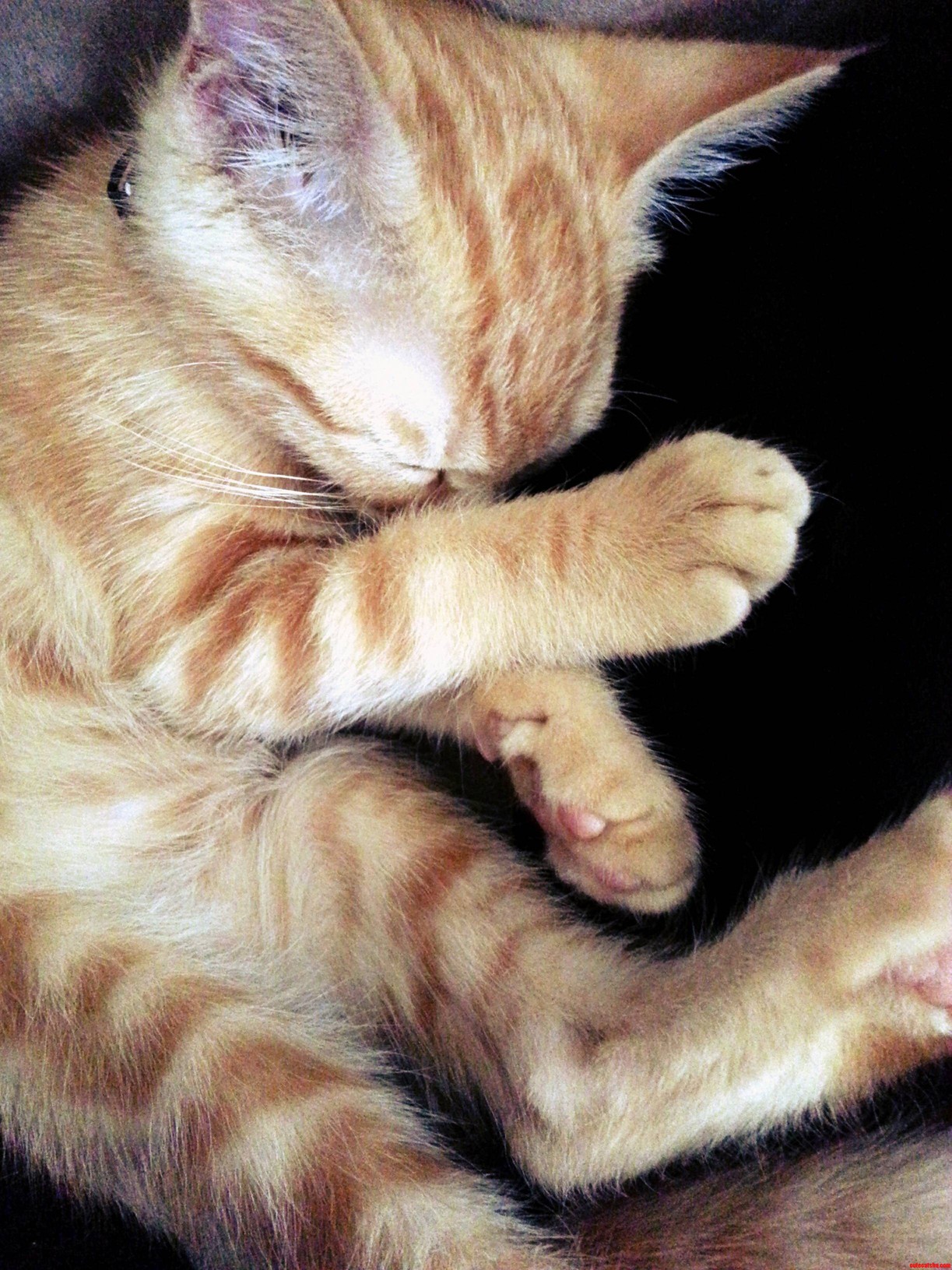 My Little Mobster Has Stolen My Heart. Meet Vincenzio Mad Bomber Napoleone.