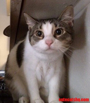 My Little Scaredy Cat