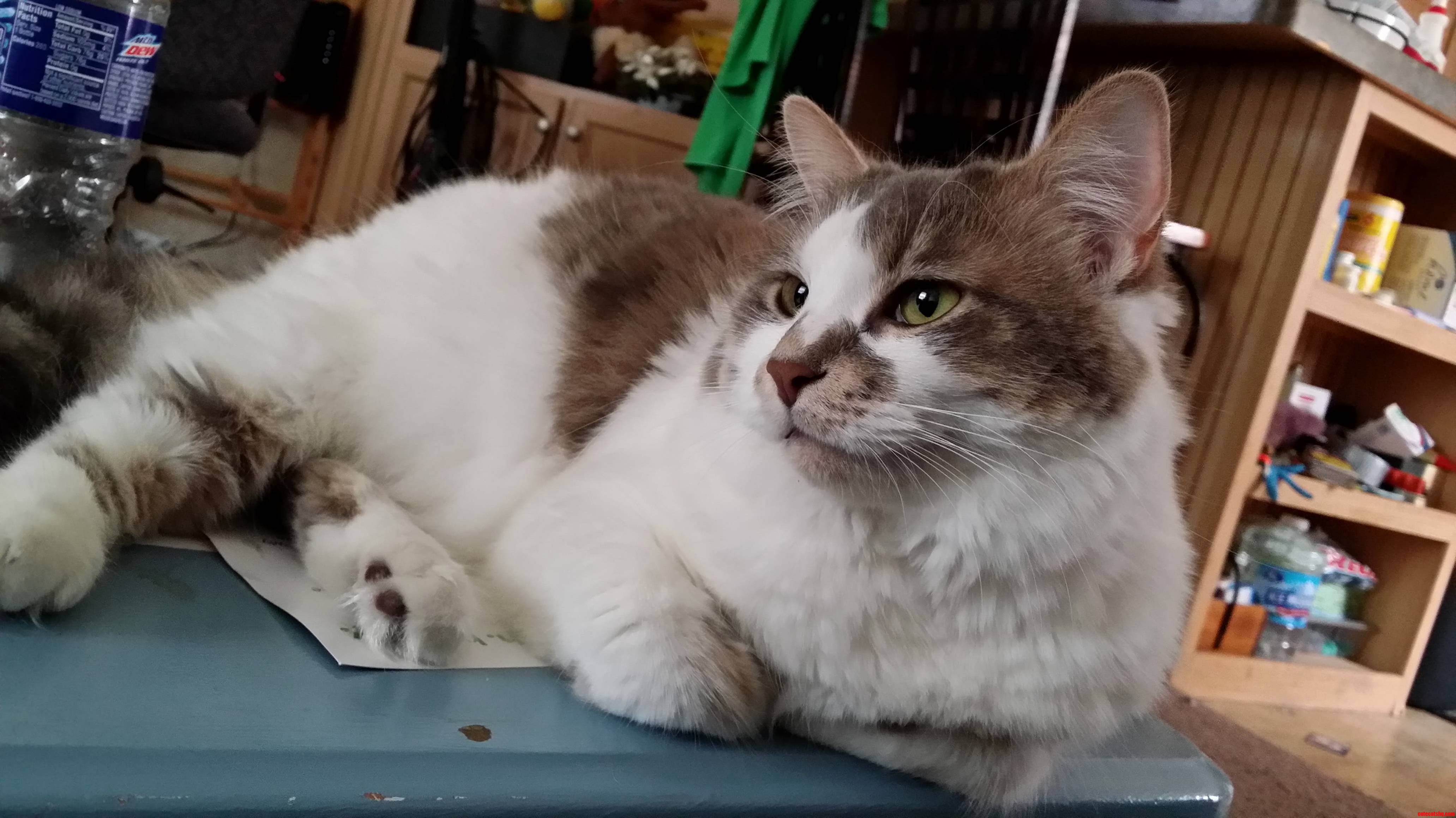 My Majestic Kitty in Messy Repose.