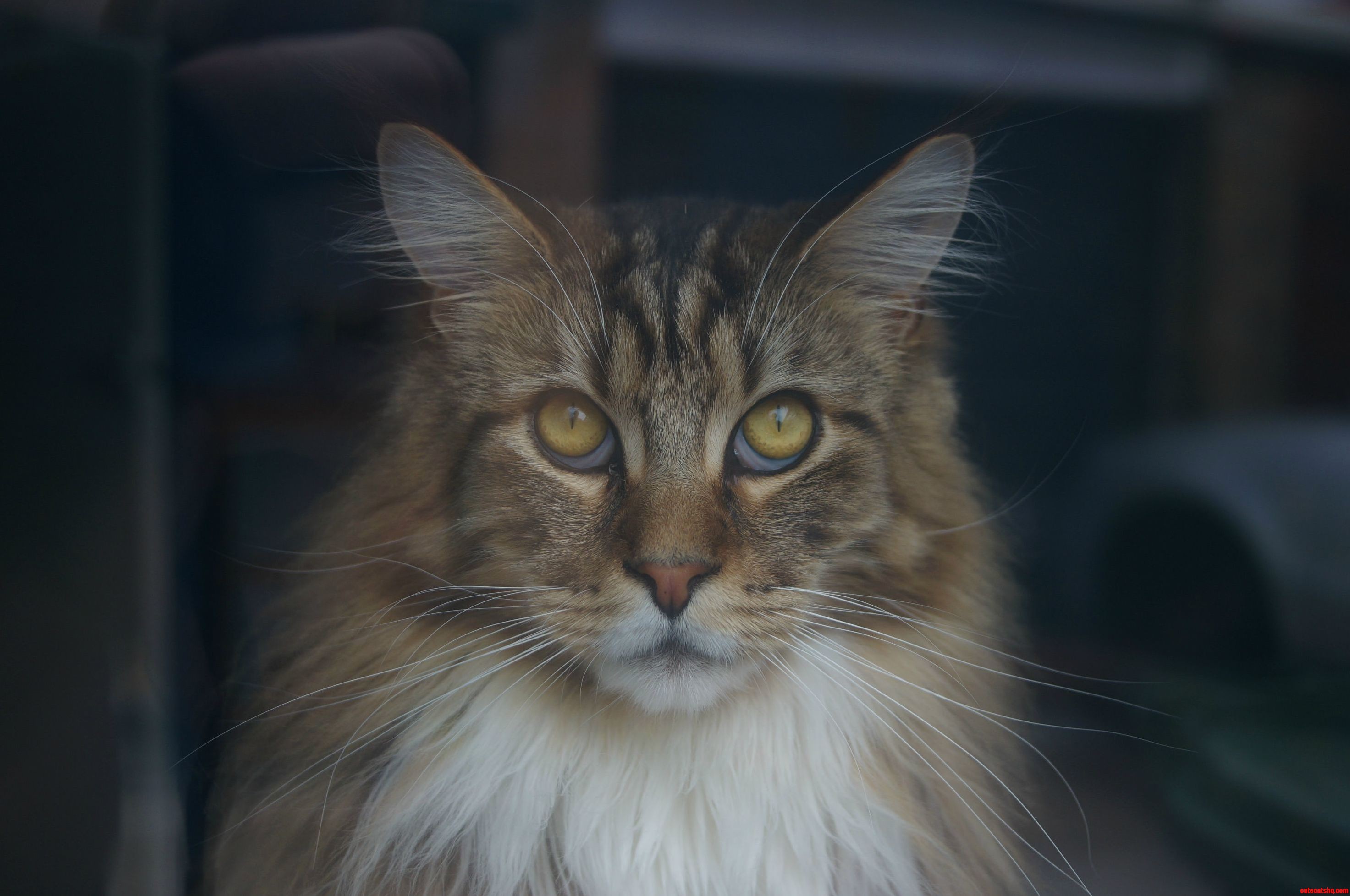 My Majestic Maine Coon Leon 1 Year Old