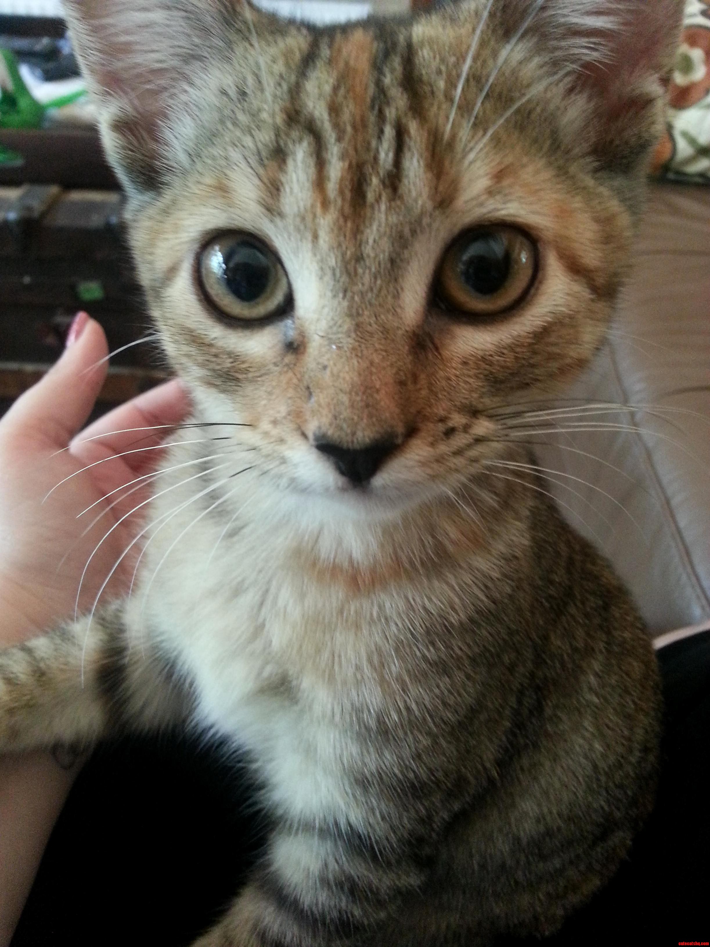 My Moms New Rescue Lizzie