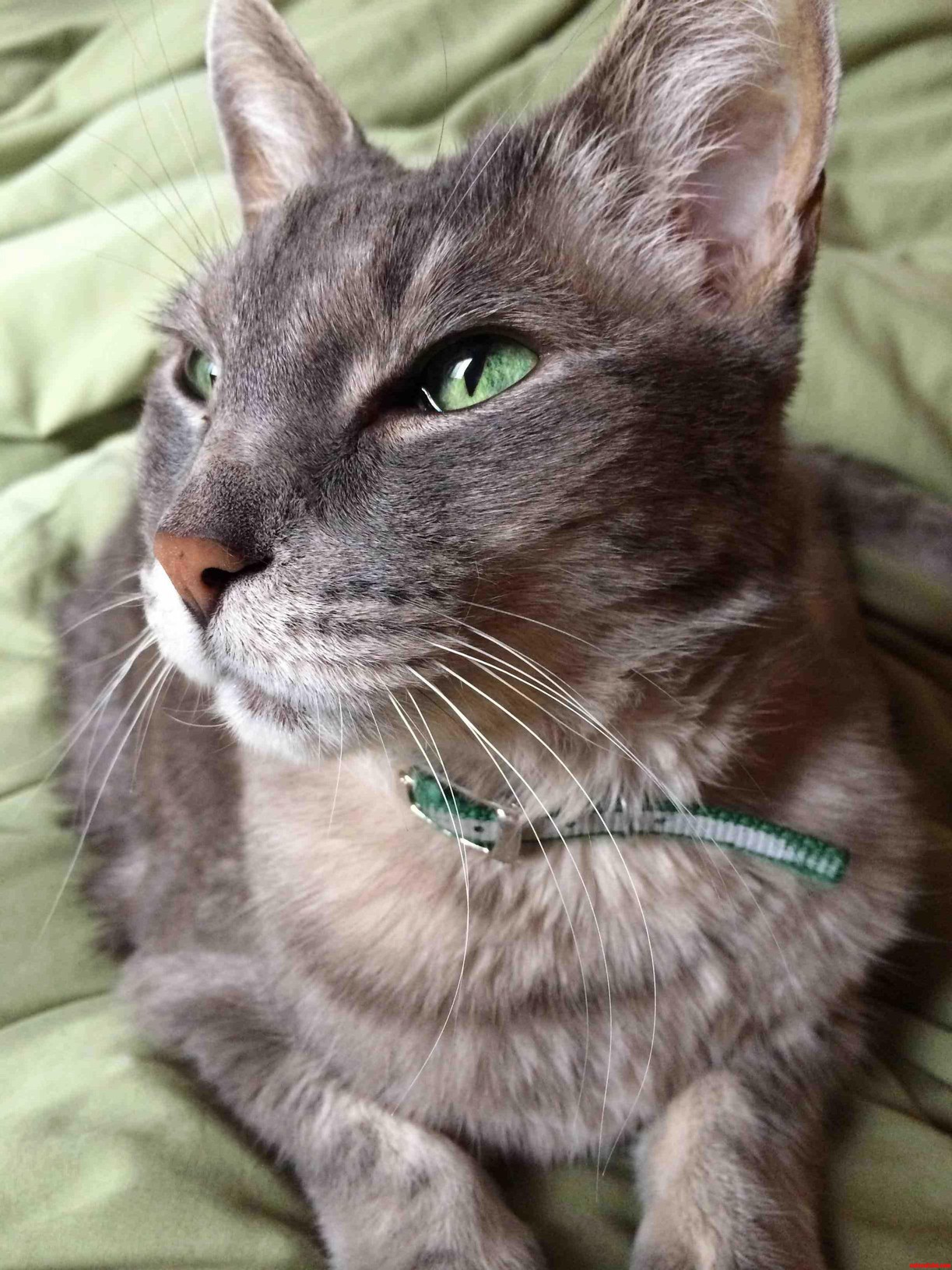 My Namesake Pickle