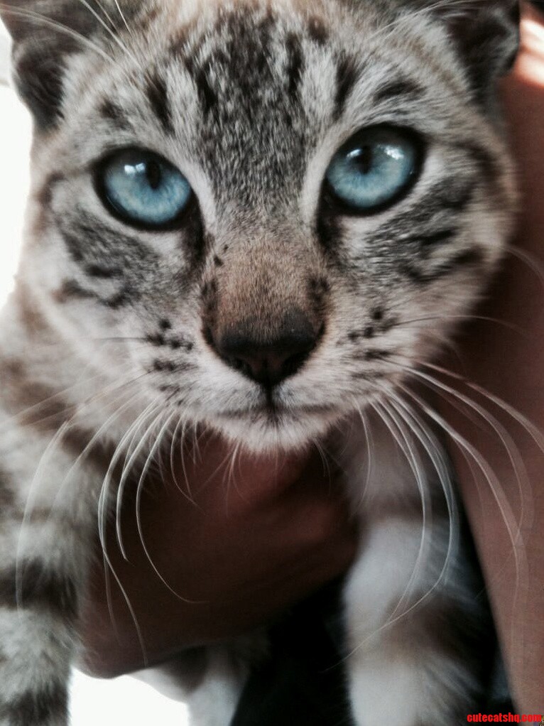 My Neighbors Photogenic Cat.