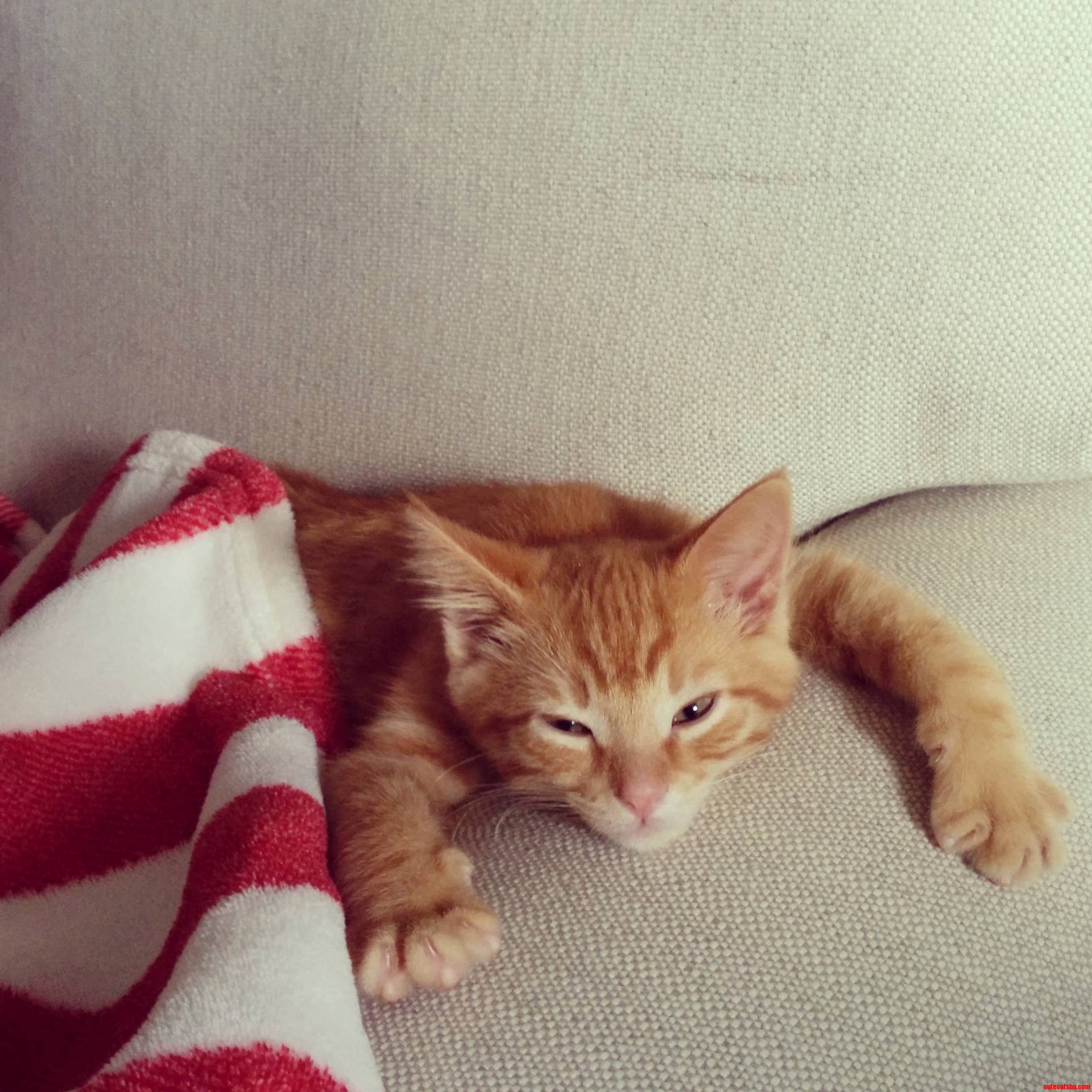 My New Cat Leo the Little Gentleman.