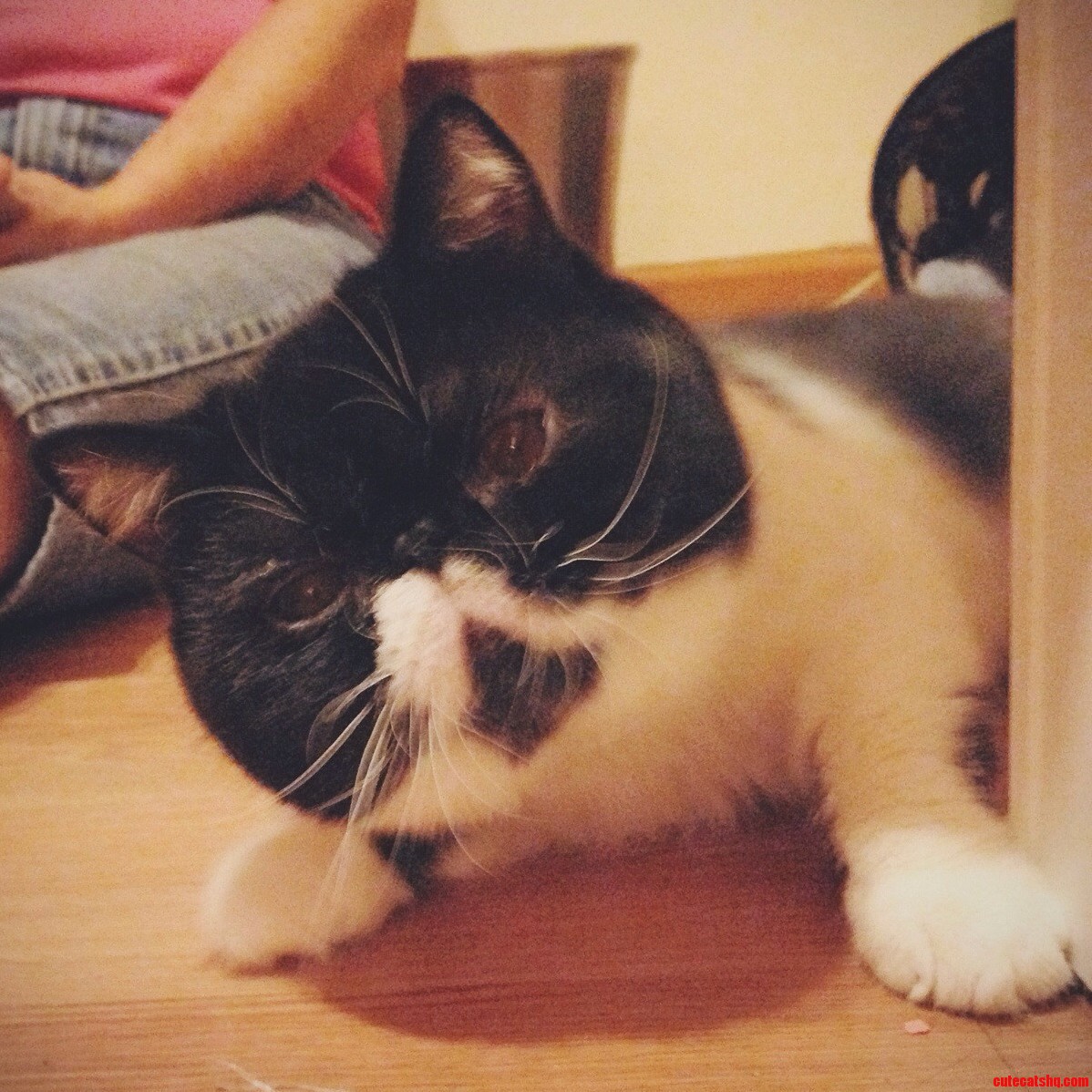 My New Foster Kitty Isaac